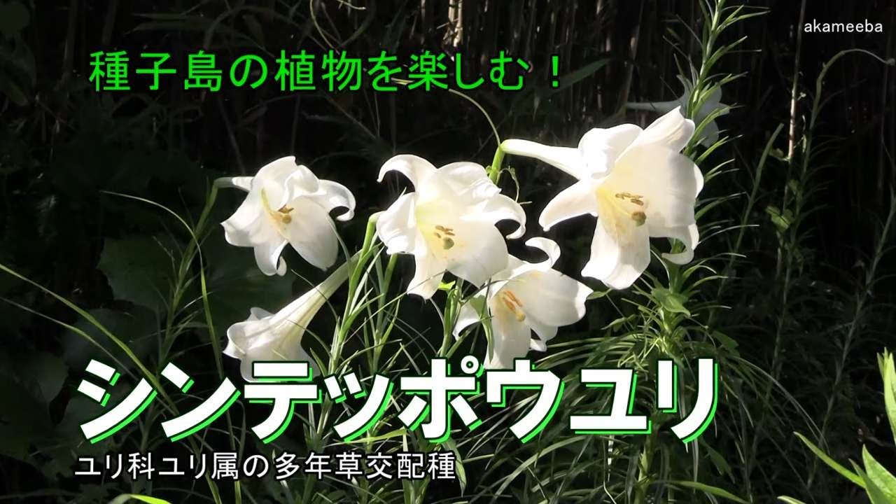 シンテッポウユリ - 四季折々の草花 - ふるさと種子島