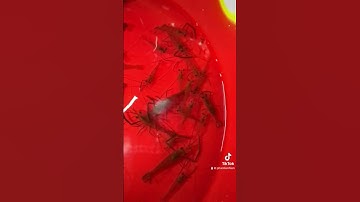 Tép đồng(tôm càng nước ngọt)