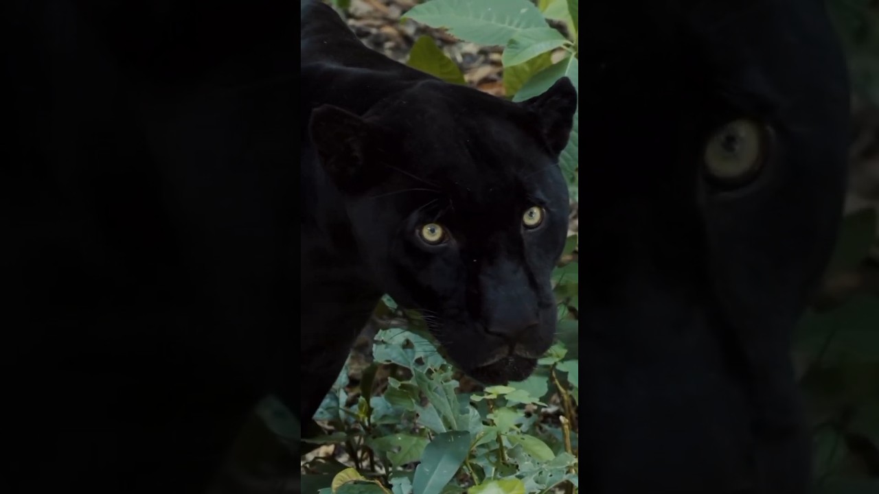 Black tiger |🐆😱 Kalo Bagh |🐅কালো বাঘ |🐆 Viral Video |😊 National Geographic Kids |🙋‍♀️ 