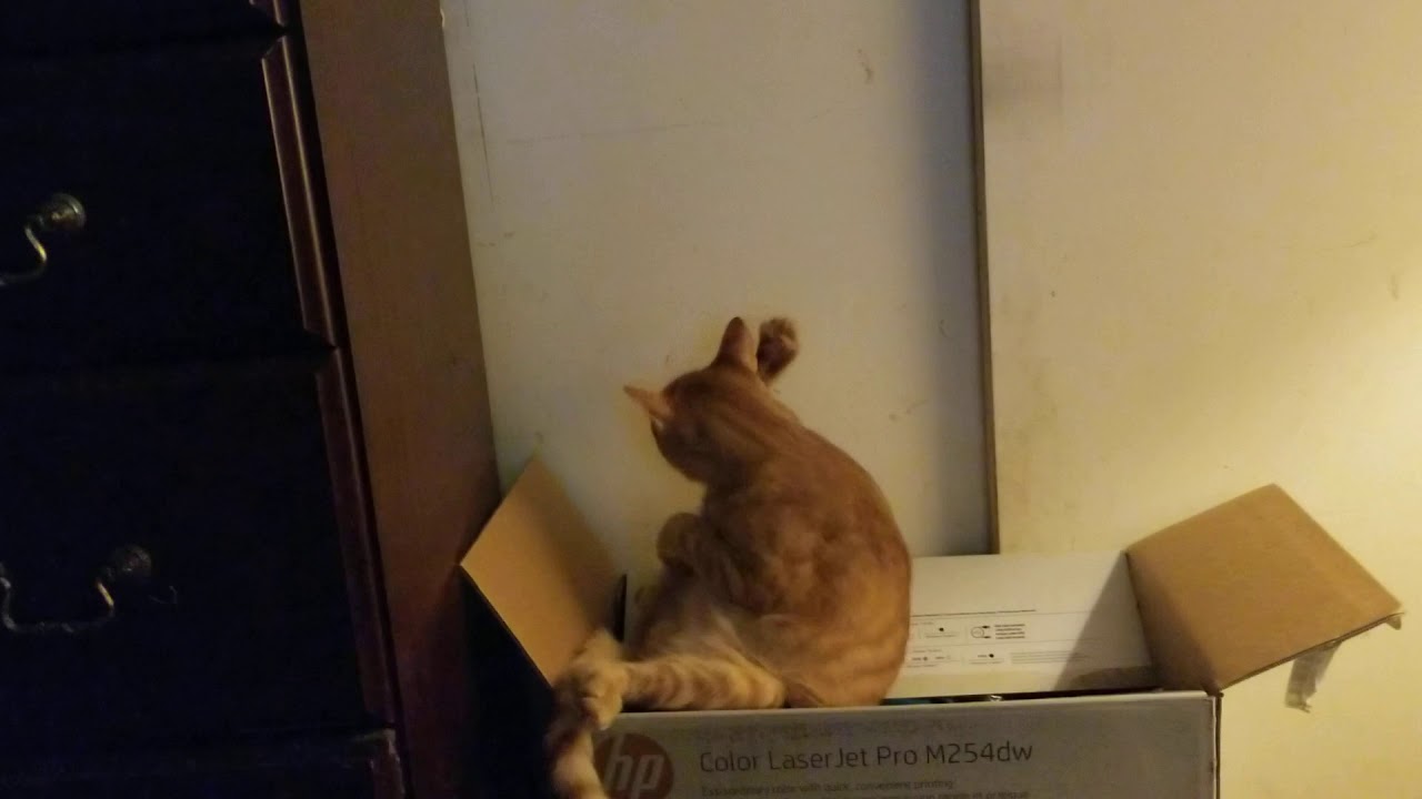 Funny cat in box 