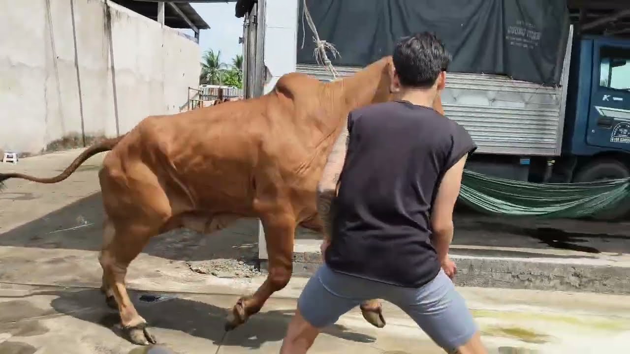 Bò không chịu xuống xe và bò bỏ chạy 