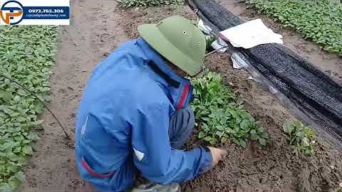 Bán cây giống hoa thược dược và cây giống hoa violet giao khách Hưng Yên | Cây Cảnh Phạm Thương