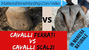 Chi sussurra ai cavalli?