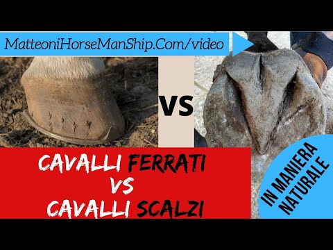 Cavalli ferrati Vs Cavalli scalzi