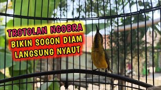 Download lagu HITUNGAN DETIK..Sogonmu pasti langsung Nyaut Nembak SEKETIKA #pancingansogon #sogonbahan #sogon
