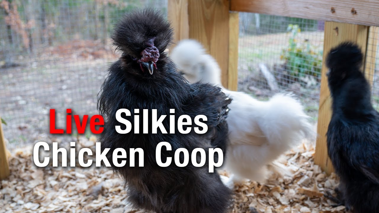 Backyard Homestead Live: Daily Chores & Chicken Care