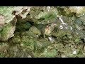 Очень милые сумчатые животные Австралии -  Поссум Лисий Кузу