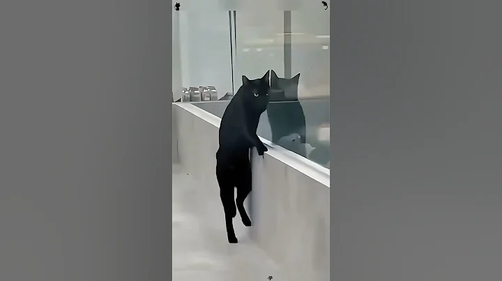 Video 11831801: funnycats pets catlover cats, pets catlover funnycats animal, cats pets catlover funny, funnycats black cat