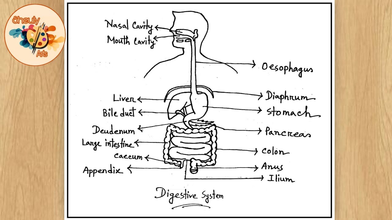 Digestive System Drawing | Human Digestive System Diagram | मानव पाचन ...