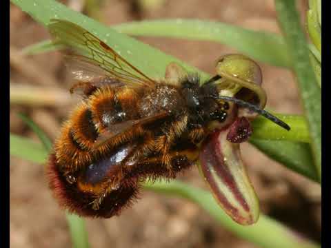 Coevolution | Wikipedia
