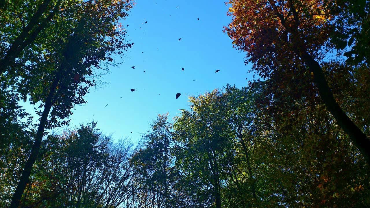 Осень ветер. Луч весеннего солнца пробежал по верхушкам деревьев и скрылся в лапах. Лазание по деревьям. Солнце скрылось за верхушками деревьев синтаксический разбор. Пробежал ветерок по верхушкам деревьев.