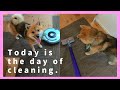 部屋を掃除する飼い主を完全に遊んでると勘違いしている柴犬。Shibainu that prevents the cleaning of a house.