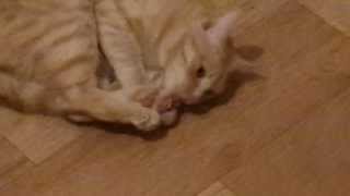 Кот и хвост видео Кот сосёт свой хвост как сосочку