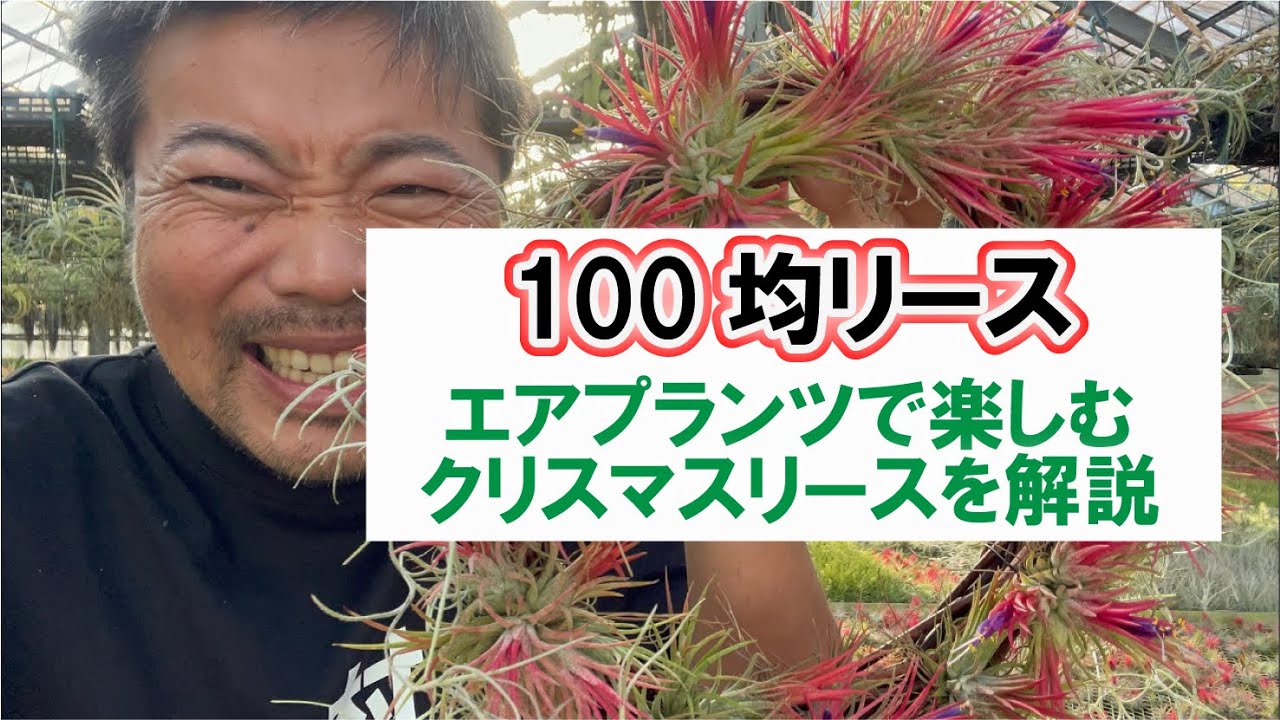 100均】クリスマスリース！100均リースで楽しむエアプランツ - YouTube