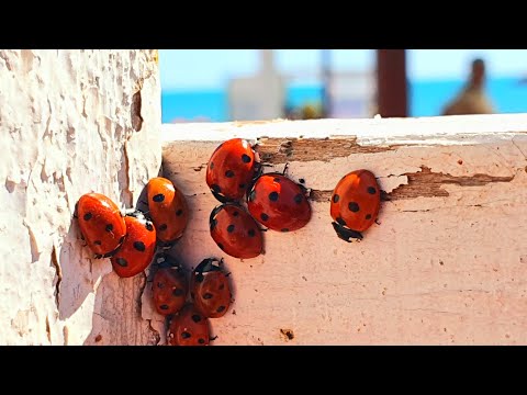 АНАПА. ЛЮДЕЙ АТАКУЮТ КОРОВКИ в ВИТЯЗЕВО ТОЖЕ