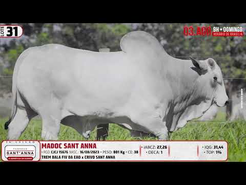 LOTE 31   CJCJ 15676