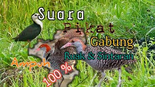Suara Gabung Ruak dan Sintaran 100 % Ampuh