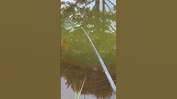 Spot mancing yang mantap #fyp #video #mancing #fishing #shorts #videoshorts