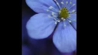 Sahara - Sweet Little Flower