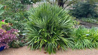 Stunning needle palm at the U.S. Botanic Garden