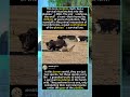 This Is What Happens When a Wolf Attacks a Yak Calf#foryou #fyp #animals #YakVsWolf #PlateauWildlife
