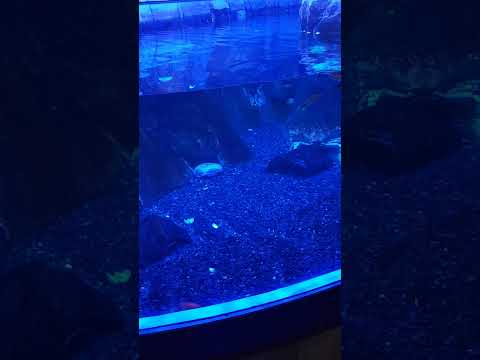 Dubai mall Aquarium 12 2021 giant spider crab