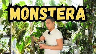 😮 Monstera Updates 🌱 Monstera Aurea, Monstera Thai Constellation, Monstera Burle Marx Flame 💚