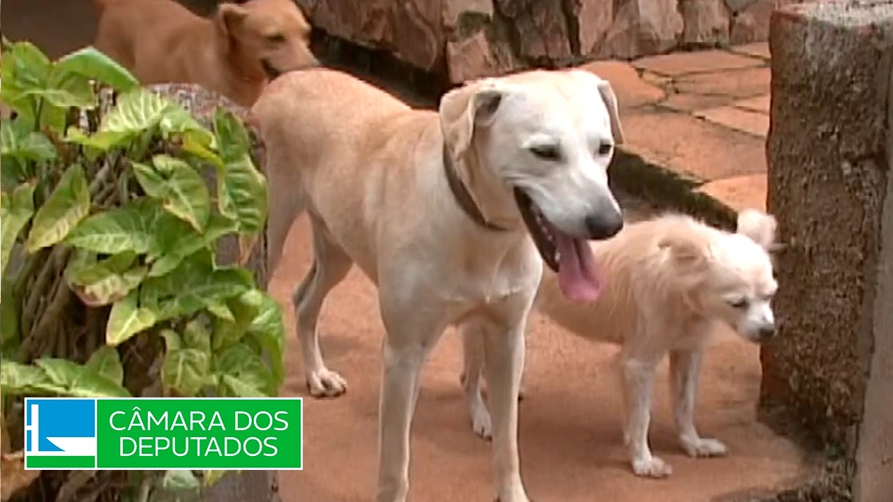 Lei proíbe piercing e tatuagem em animais para fins estéticos - 29/01/26