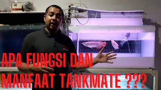 FUNGSI dan MANFAAT TANKMATE di aquarium Arwana itu apa sih ?
