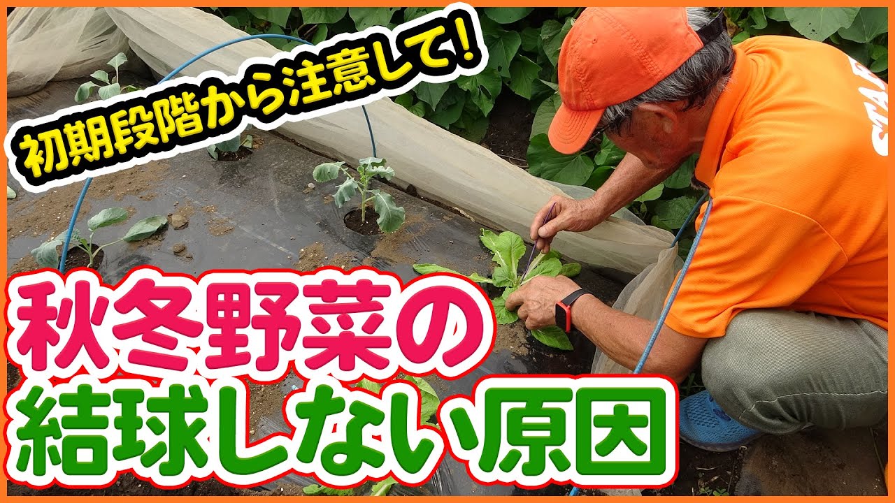 家庭菜園 キュウリの奇形を防ぐ対策をご紹介 ファームラン 家庭菜園 キュウリの奇形を防ぐ対策をご紹介 ファームラン