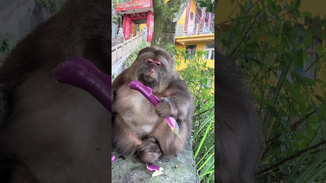 Eating Time #Monkey #Animal #Cute #Funny #Fyp