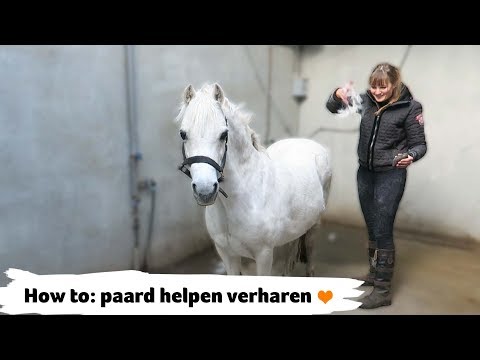 HOW TO: paard helpen verharen | #32 | Epplejeck