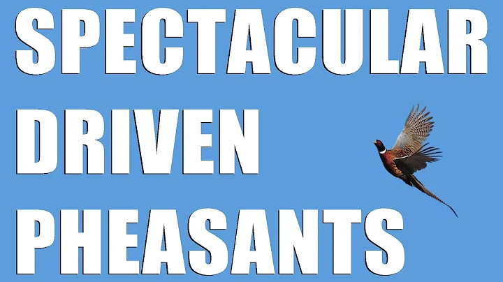 Fieldsports Britain - Screaming pheasants + build your own night vision