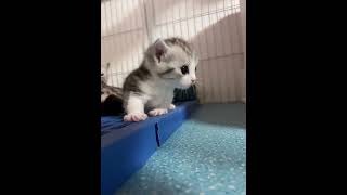 American shorthair cat, short legged kitten