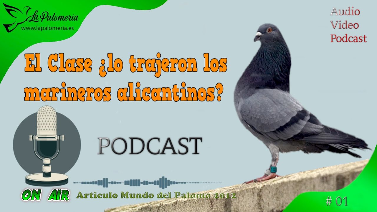 Palomos de Clase ¿lo trajeron los marineros alicantinos?