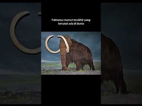 Video: Ada yang pernah makan woolly mammoth?