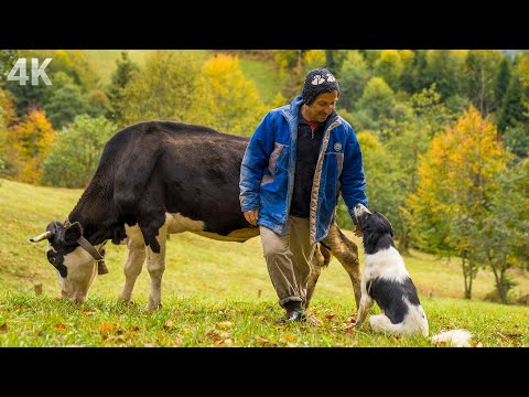 Çobanın Zorlu Hayatı- Yükseklerde Yalnız Yaşamak| Belgesel-4K