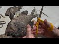 Bluegill Taxidermy… Loose Scales and Tails.. NO PROBLEM!!! Part 5