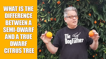 What is the difference between a semi dwarf and a true dwarf citrus tree