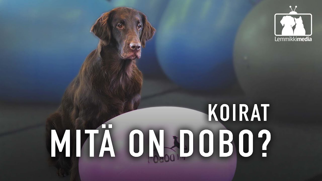 KOIRAT: Mitä on DOBO?