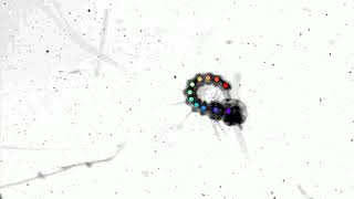 Mosquito Larvae DeepLabCut Good Tracking