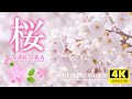 【癒し】桜舞う／癒しBGMと鳥のさえずり・川のせせらぎ音で心身の疲れを癒してください。勉強中や作業用、目覚めの朝に、眠れない夜にもどうぞ。Japanese cherry blossom(SAKURA)