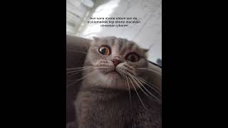 Mia ve ruya #cat #sad #voiceeffects #song #art
