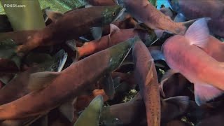 Burlington fish hatchery helps spawn rare salmon breed for fishers