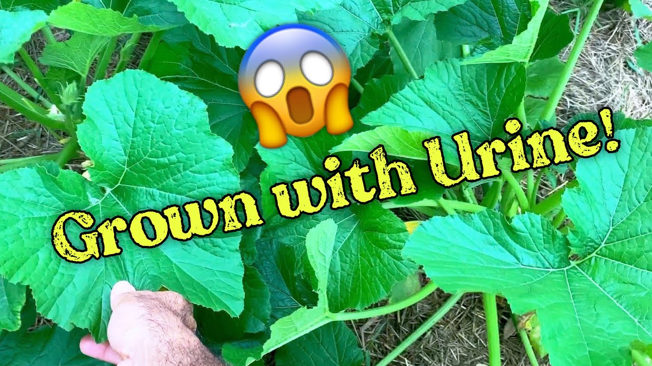 I Tried Gardening with (My Own) Human URINE Fertilizer (Natural Geo)