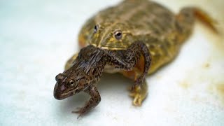 African Bullfrog Eats Farm Frog | Warning Live Feeding