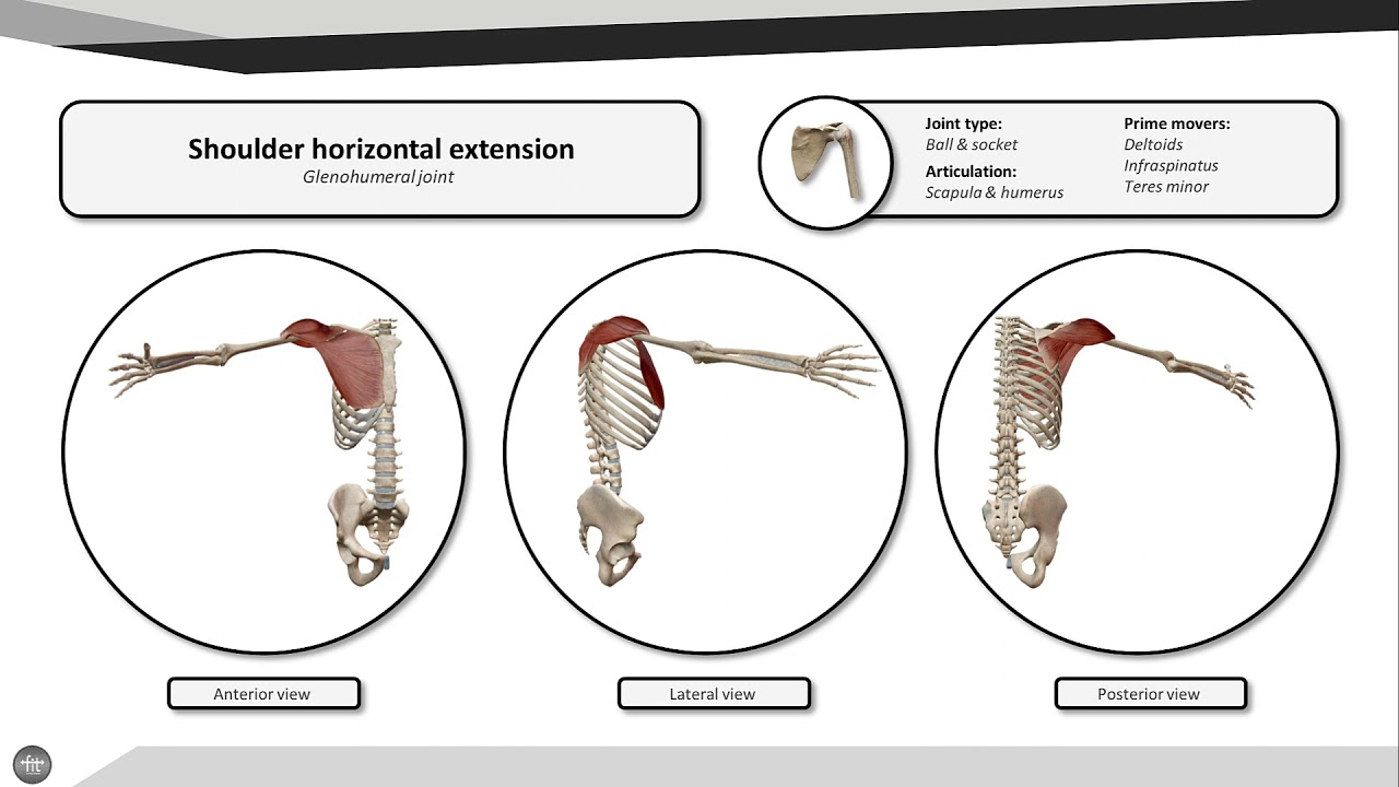 Shoulder horizontal extension YouTube