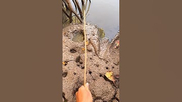 Fishing 🎣 /Cắm Câu Cá Thòi Lòi