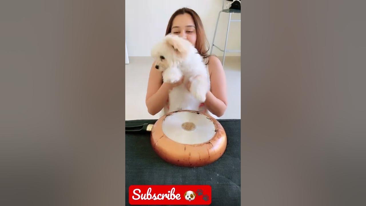 New drummer in the house πΆ #puppy #drummer #shorts #short #shortsvideo #shortvideo #shortsfeed New drummer in the house πΆ #puppy #drummer #shorts #short #shortsvideo #shortvideo #shortsfeed
