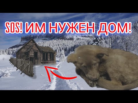 НАС ВЫГОНЯЮТ!!! Нашли новый дом! | Якутским собакам нужна помощь.